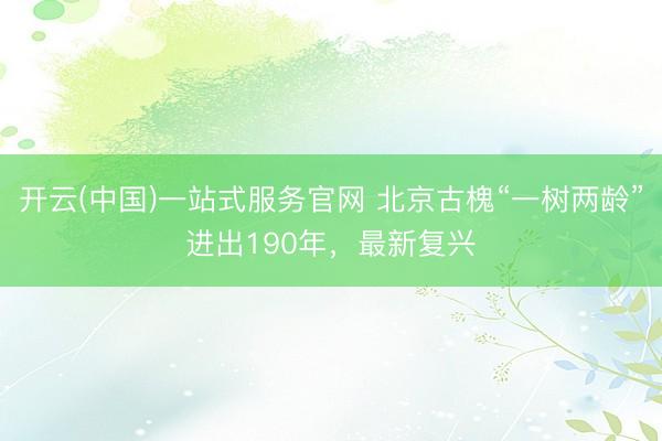 开云(中国)一站式服务官网 北京古槐“一树两龄”进出190年，最新复兴