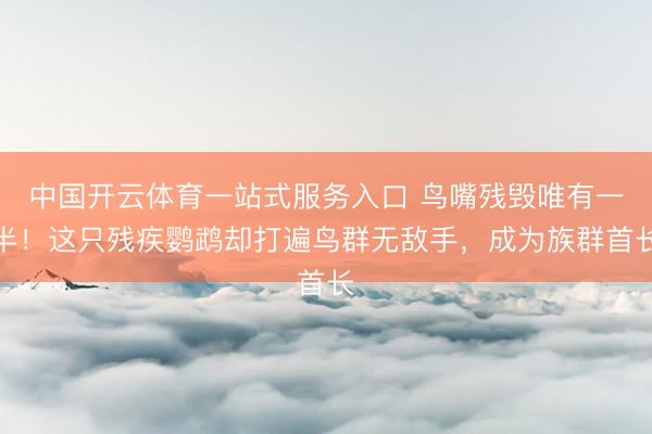 中国开云体育一站式服务入口 鸟嘴残毁唯有一半！这只残疾鹦鹉却打遍鸟群无敌手，成为族群首长